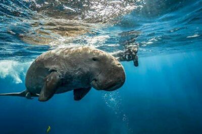Diving and snorkeling Egypt
