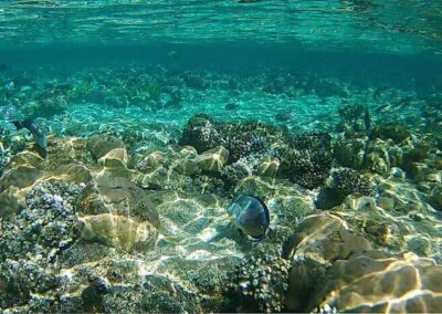 Diving and snorkeling Egypt