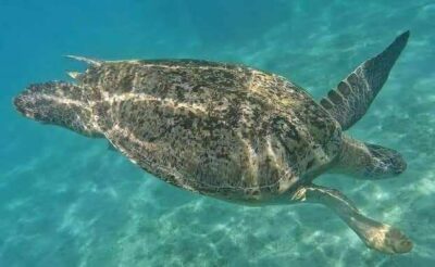 Diving and snorkeling Egypt