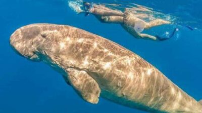 Diving and snorkeling Egypt