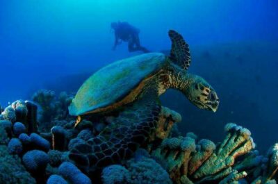 Diving and snorkeling Egypt