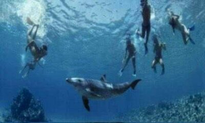 Diving and snorkeling Egypt