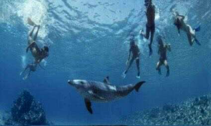 Dolphin house