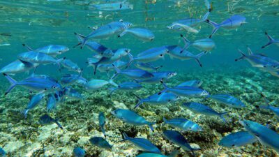 Diving and snorkeling Egypt