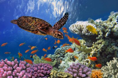 Diving and snorkeling Egypt