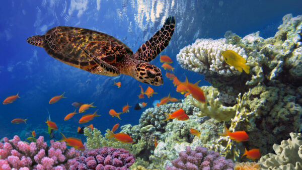 Marsa Alam, the Jewel of the Red Sea
