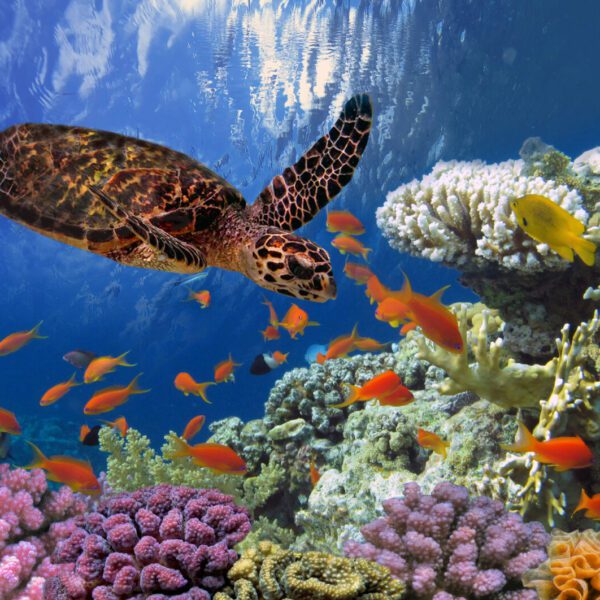 Marsa Alam, the Jewel of the Red Sea